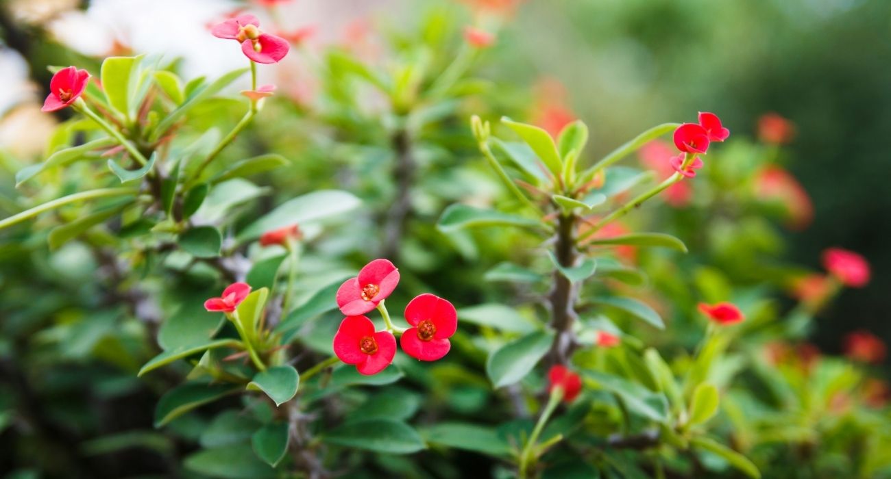 cerca viva com flores vermelhas