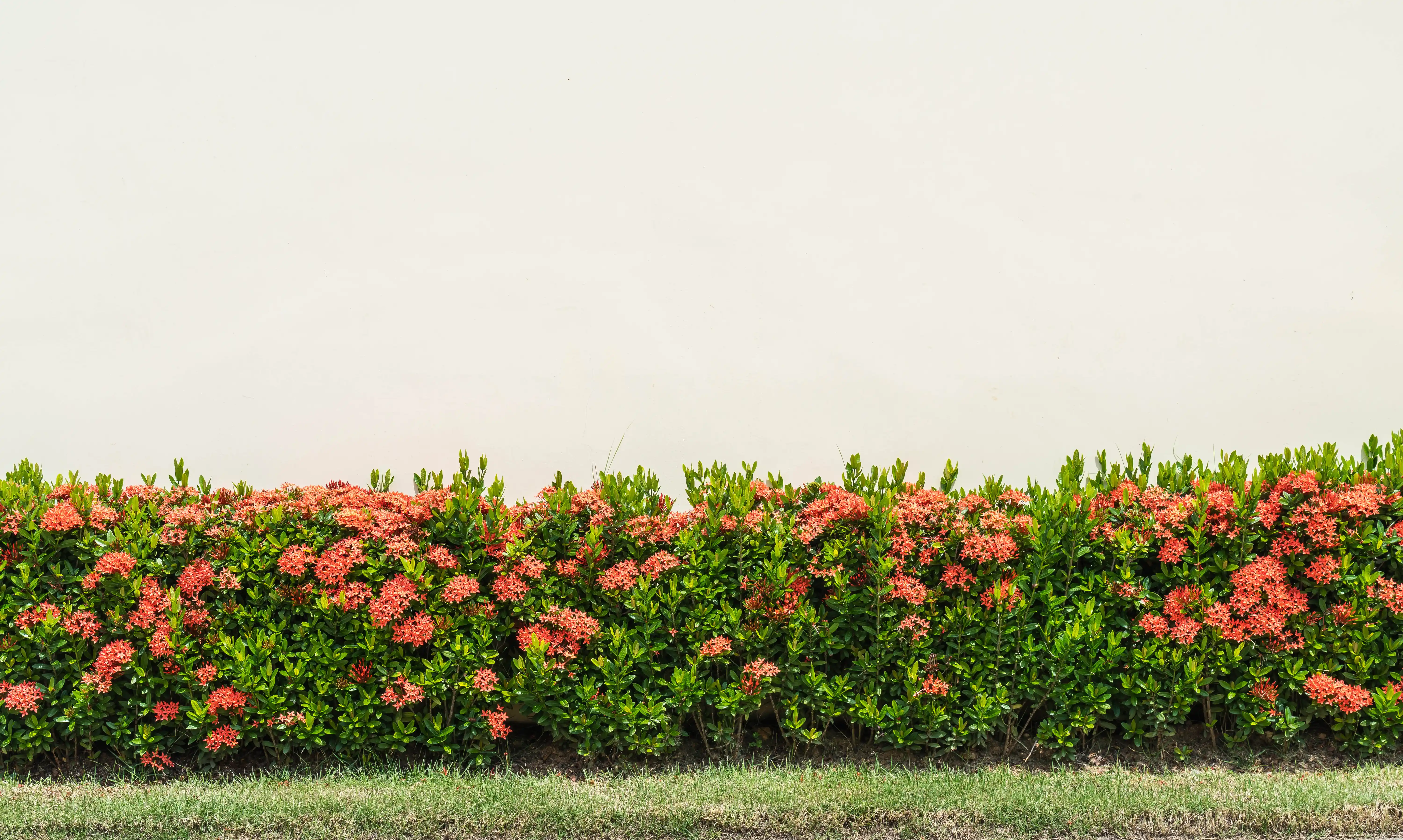 manutenção de cerca viva com flores