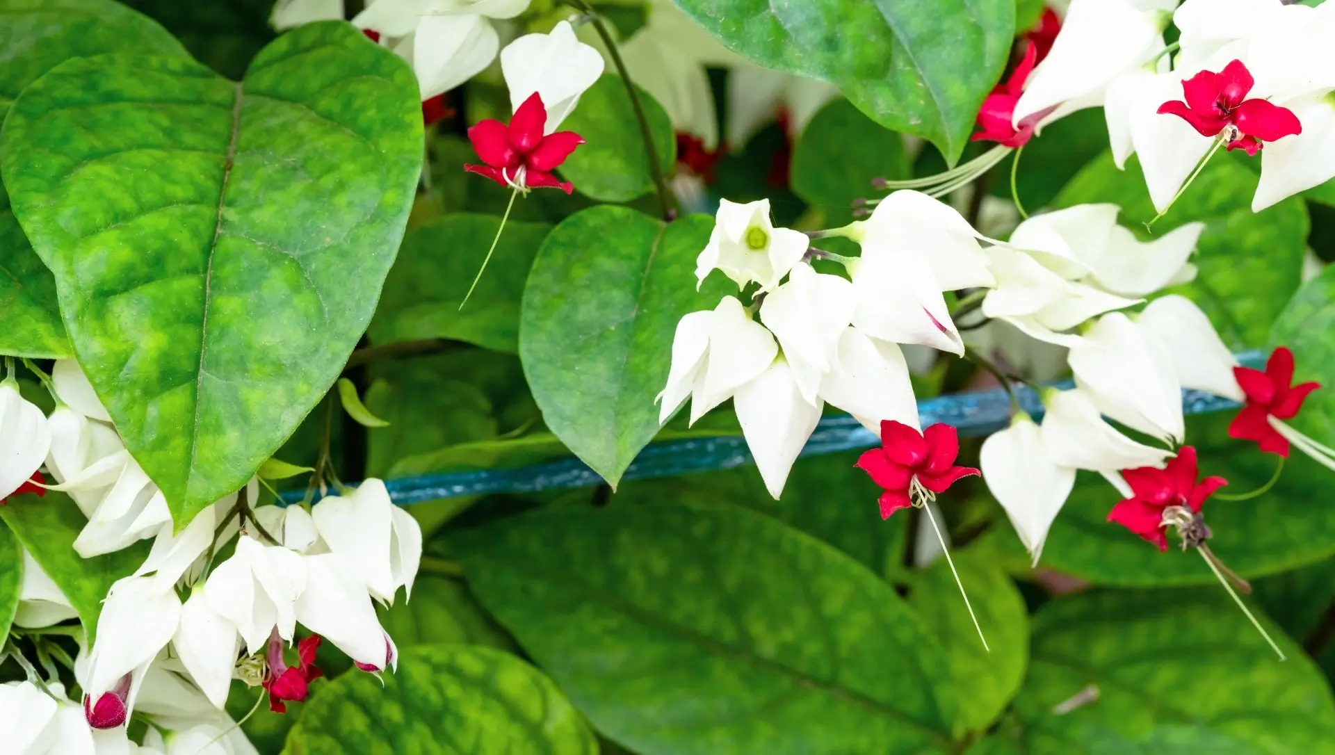 cerca viva com flores vermelhas