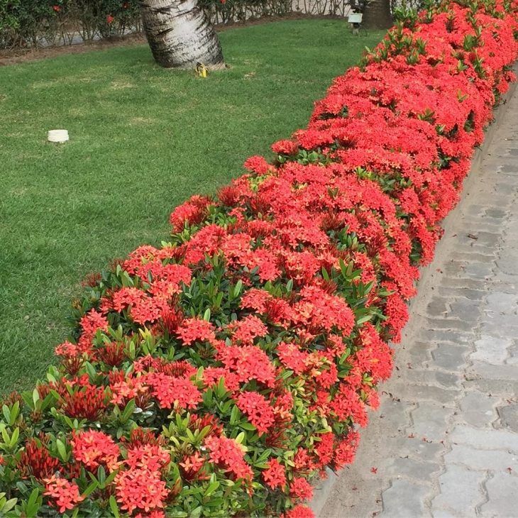 manutenção de cerca viva com flores