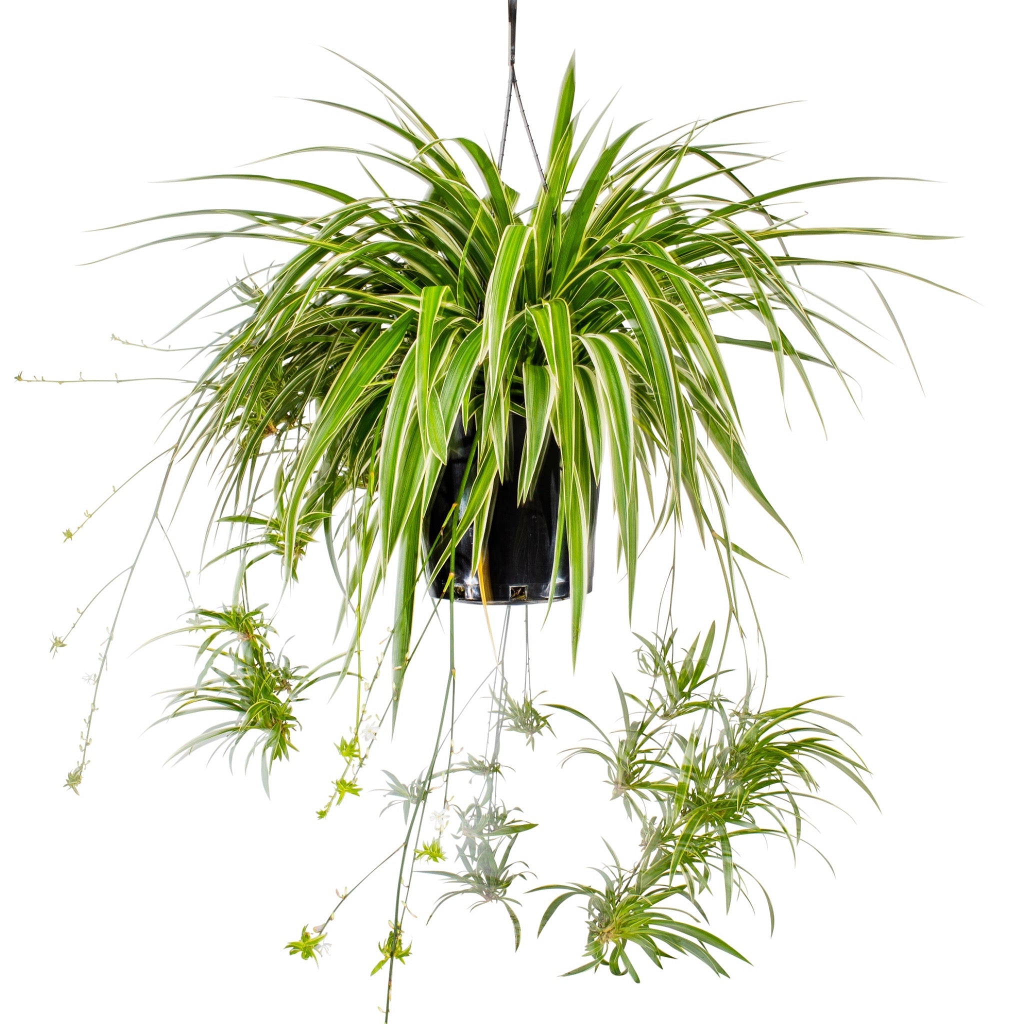 Planta aranha