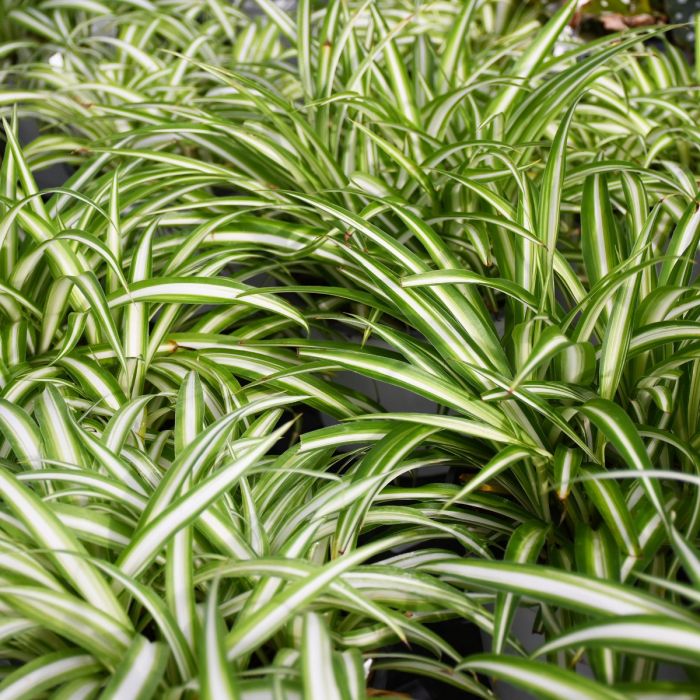 Gravatinha planta