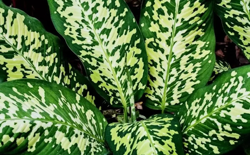Dieffenbachia características