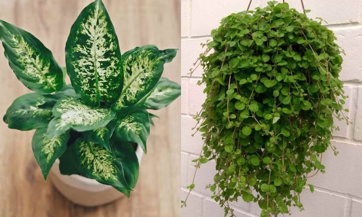 Dieffenbachia características