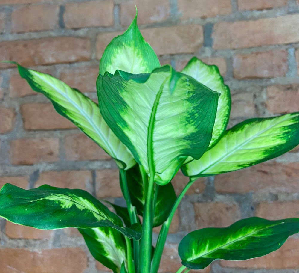 Planta Comigo ninguém pode significado