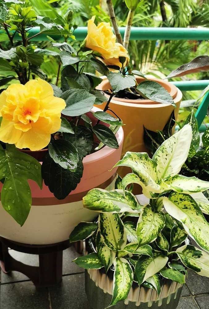 Dieffenbachia cultivo interno