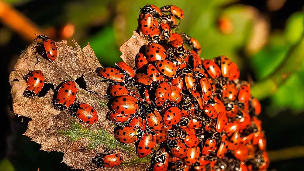 onde comprar joaninhas para jardim
