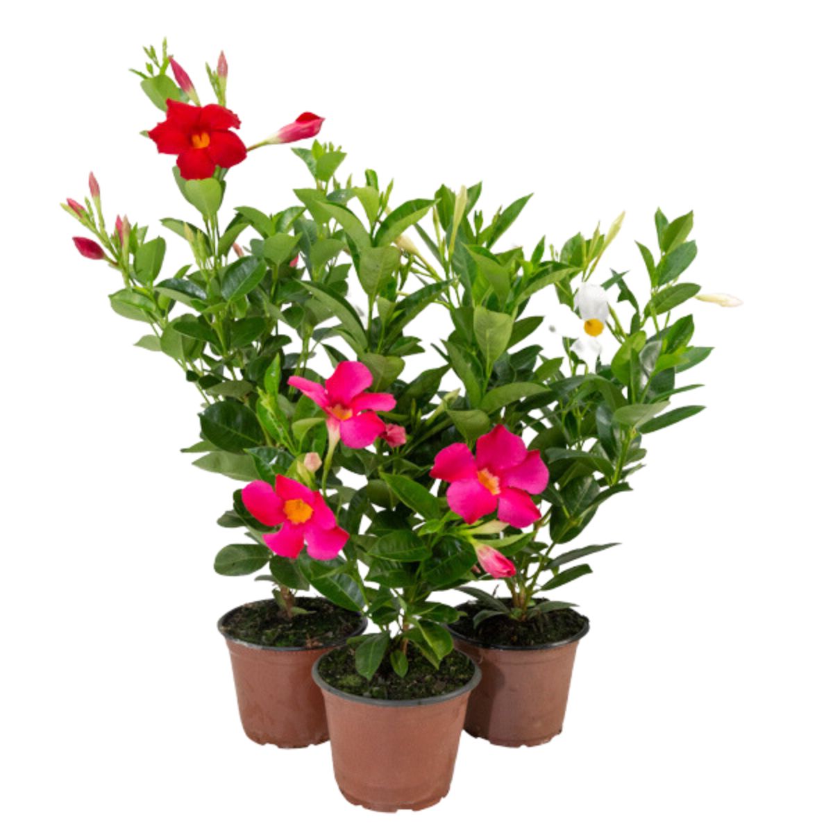 Planta trepadeira com flores vermelhas