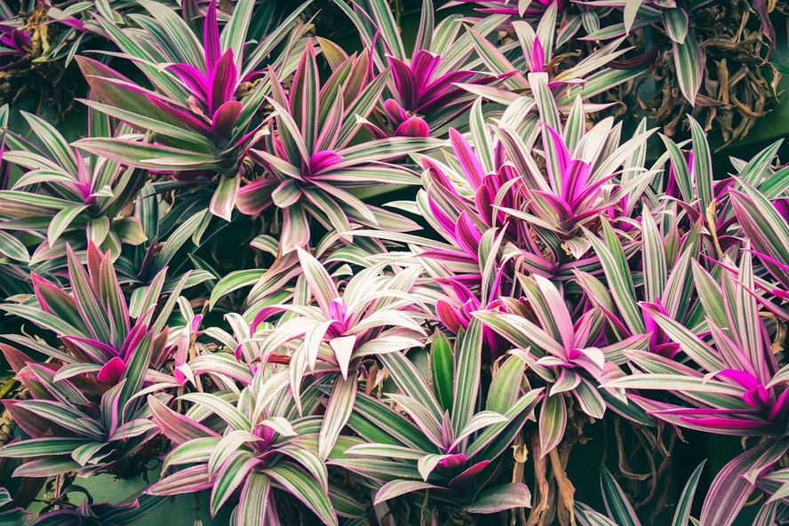 Cordyline fruticosa