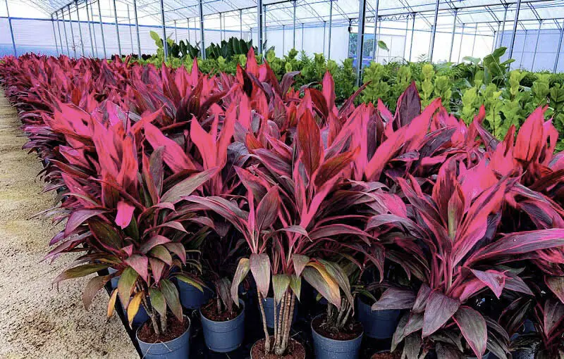 Dracena vermelha