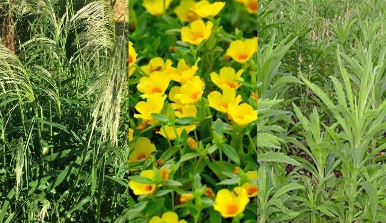 plantas invasoras nomes