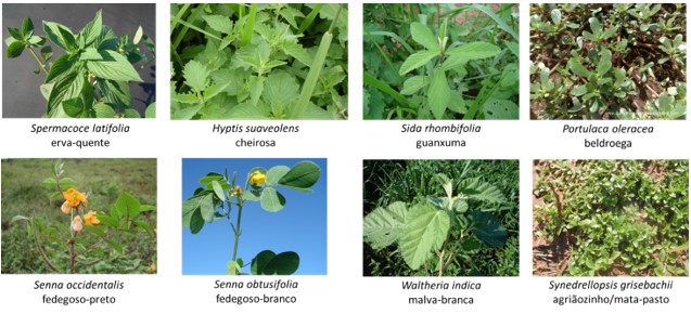 como identificar mato no jardim