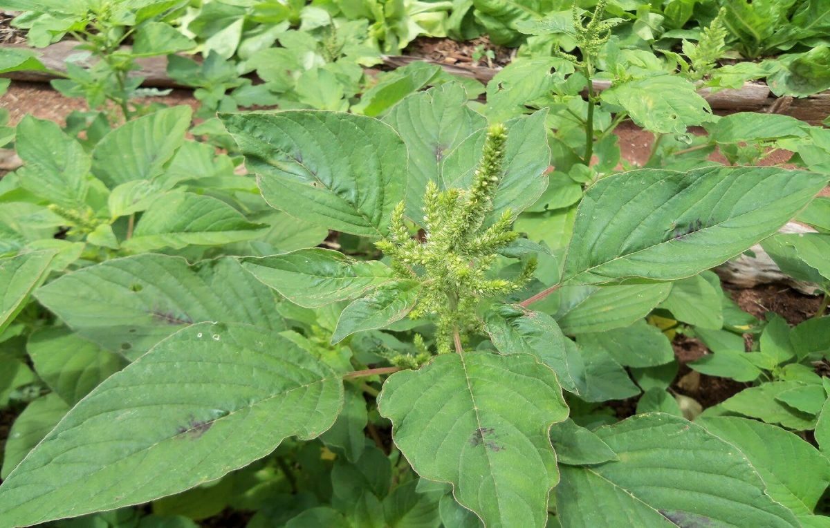 plantas invasoras nomes