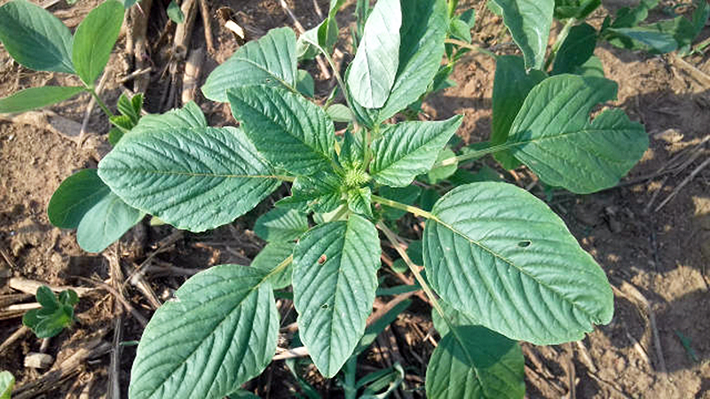 fotos de plantas daninhas de folha larga