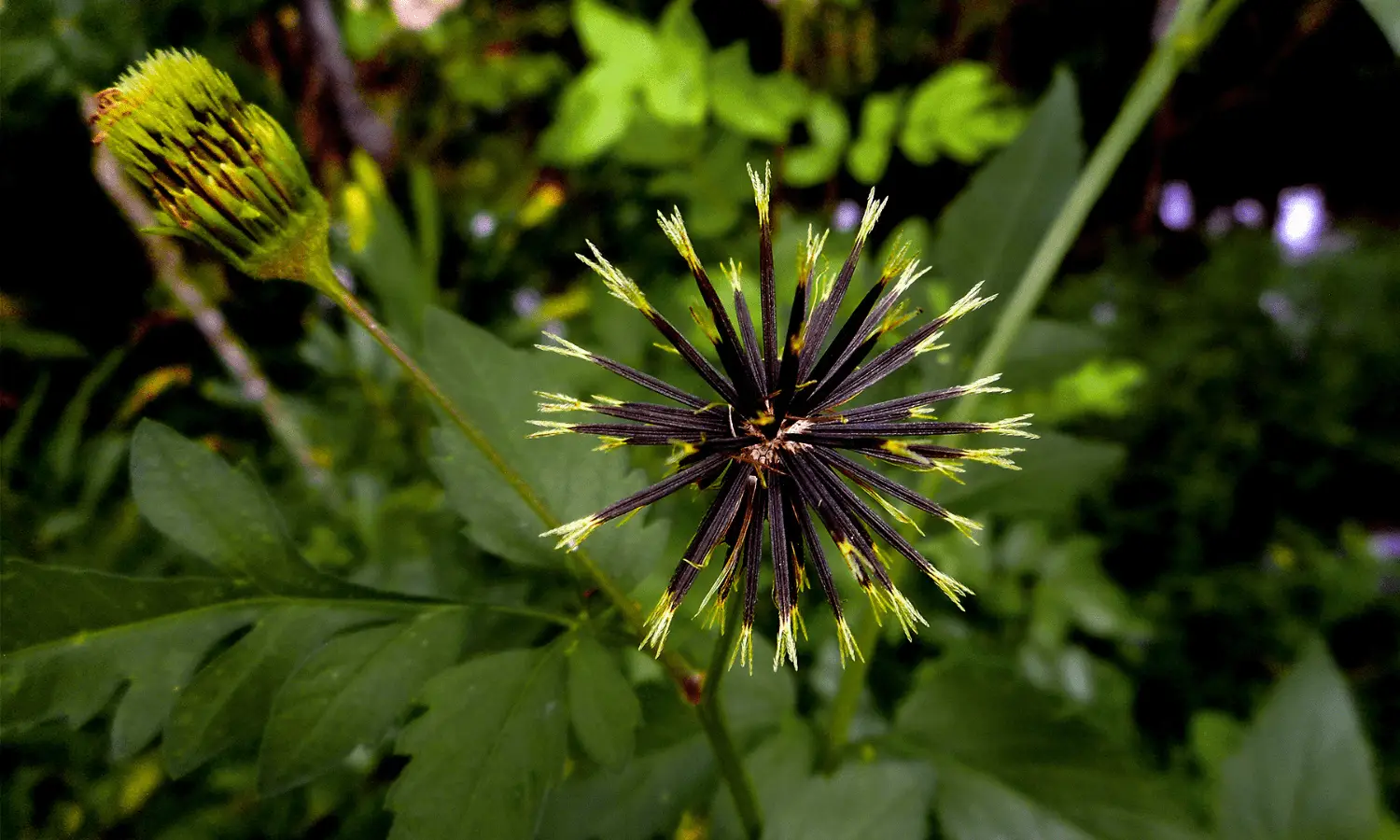 ervas daninhas de gramado