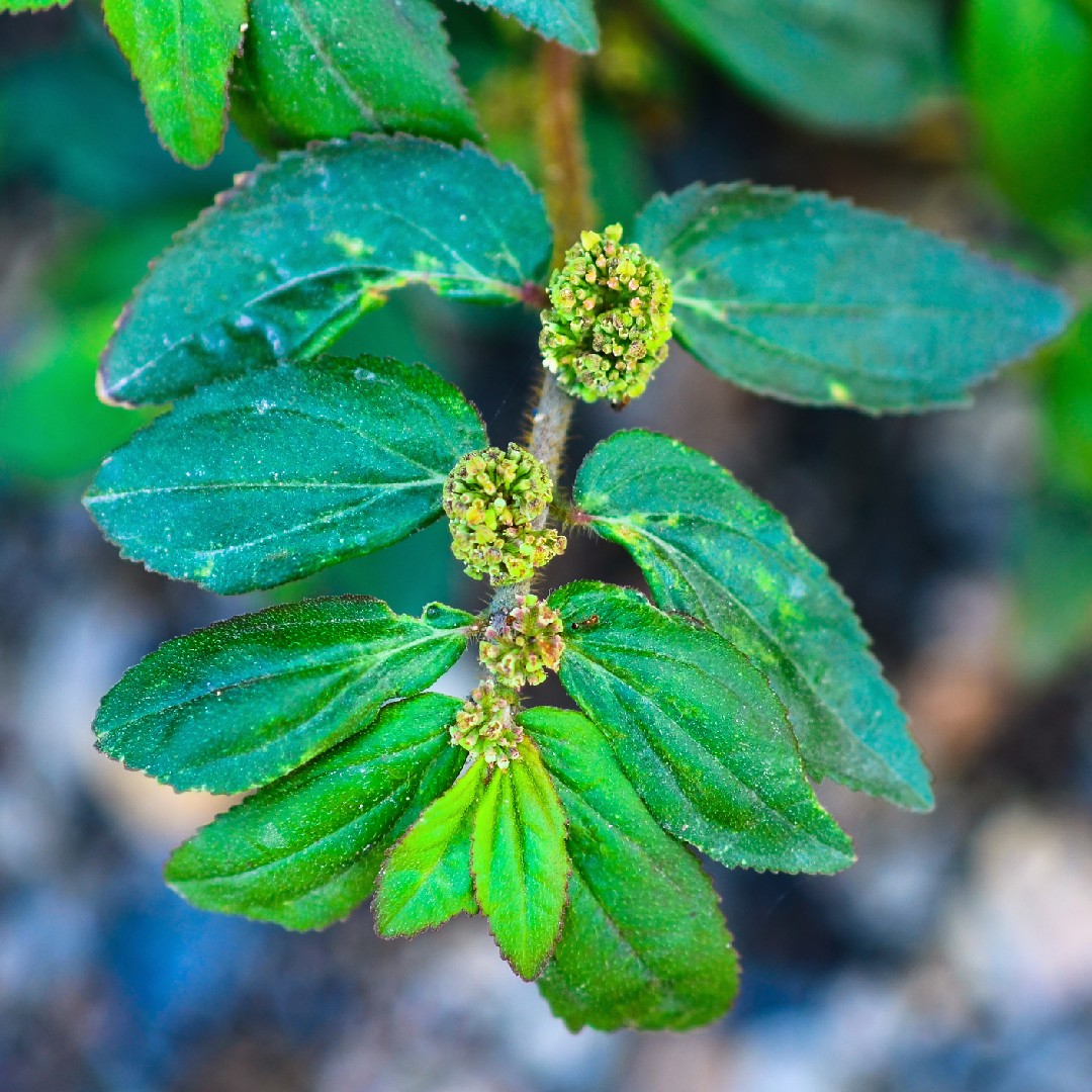 plantas daninhas resistentes