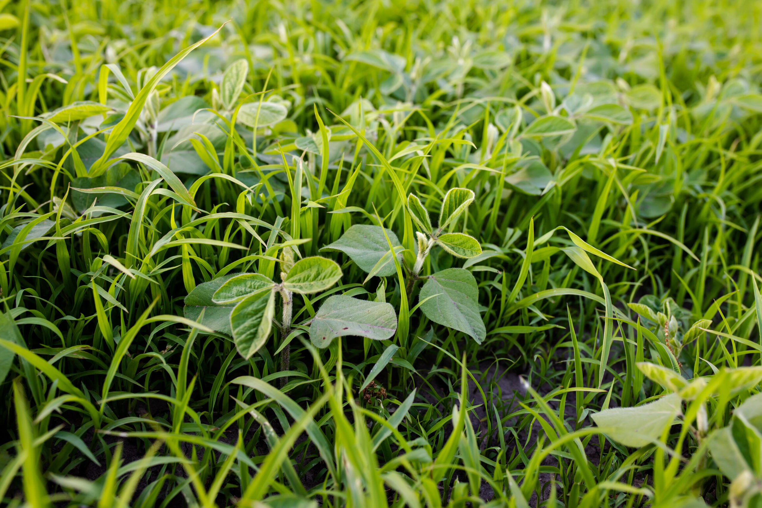 manejo integrado de plantas daninhas