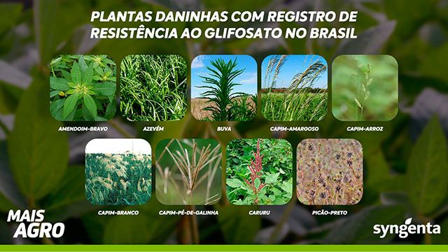 plantas daninhas resistentes