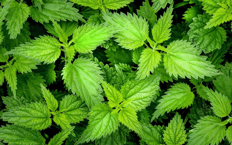 plantas daninhas em vasos