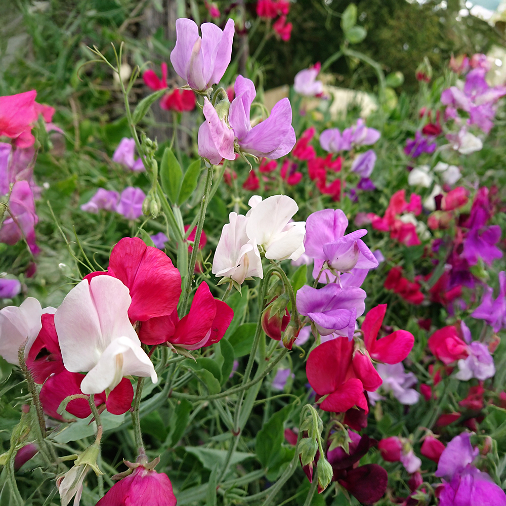 Lathyrus odoratus cultivo