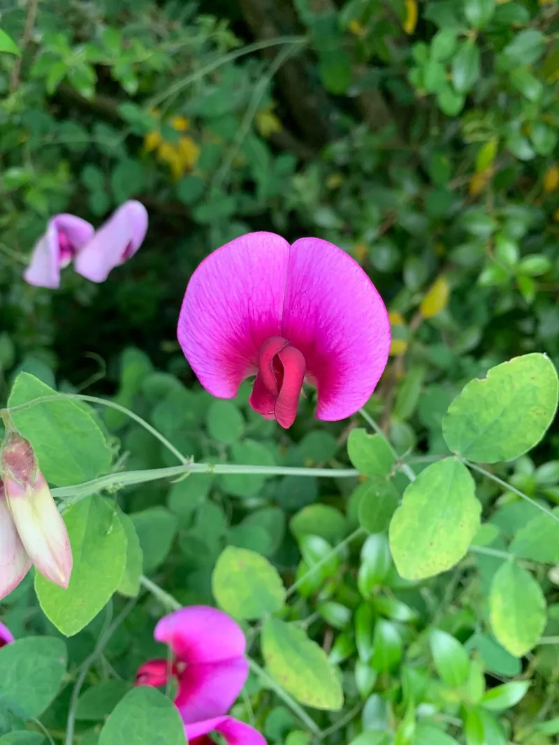 Planta ervilha perfumada