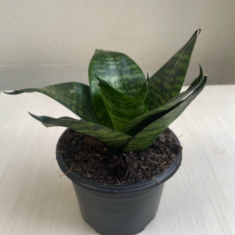 Sansevieria tipos
