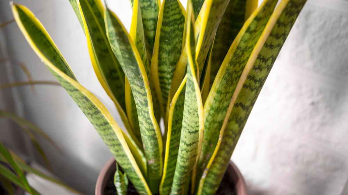 Dracaena tipos