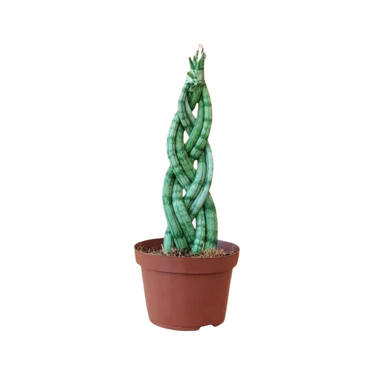 Sansevieria Starfish