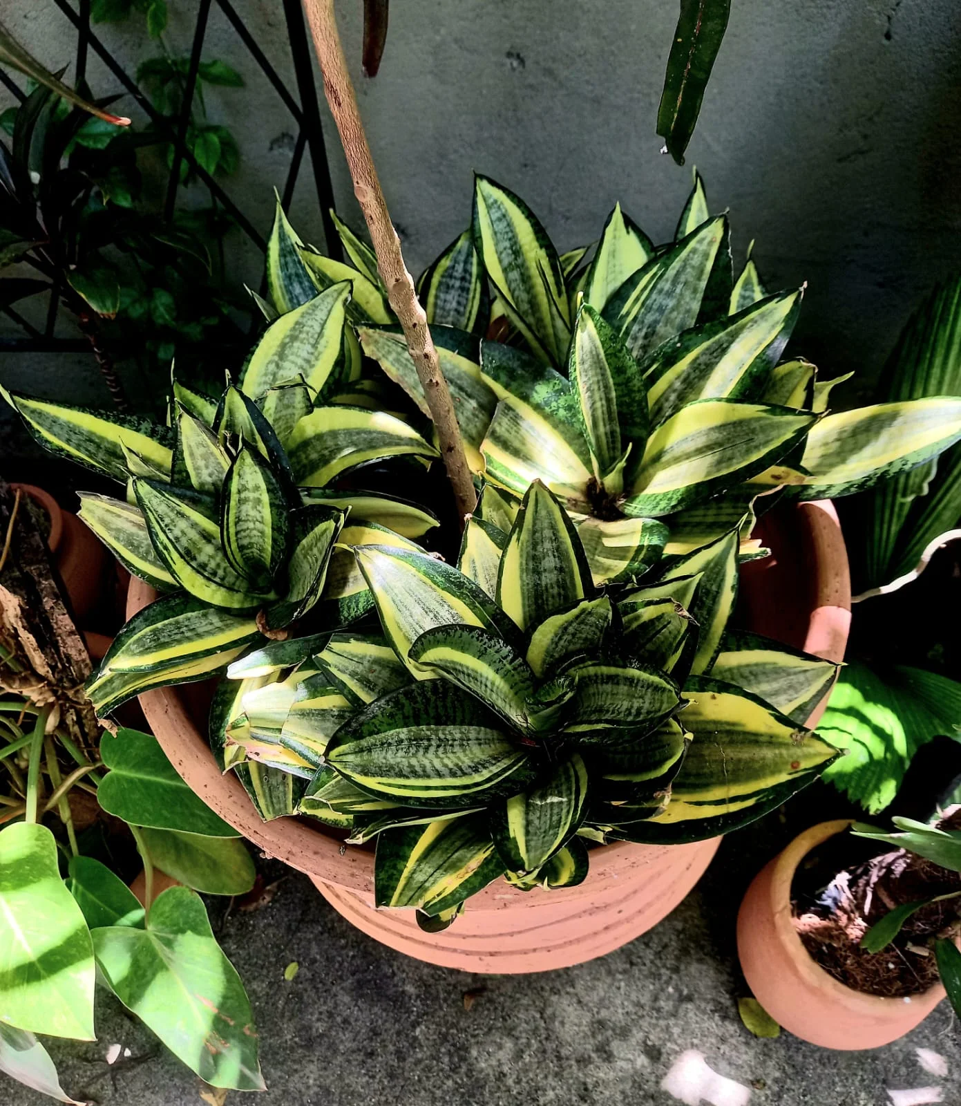 Sansevieria Bacularis