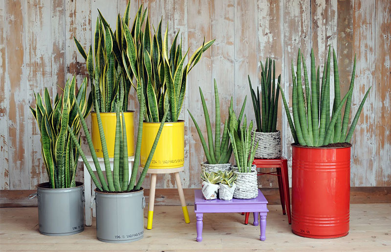Variedades de Sansevieria