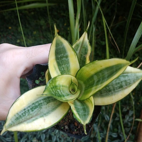 Cultivo Espada de São Jorge
