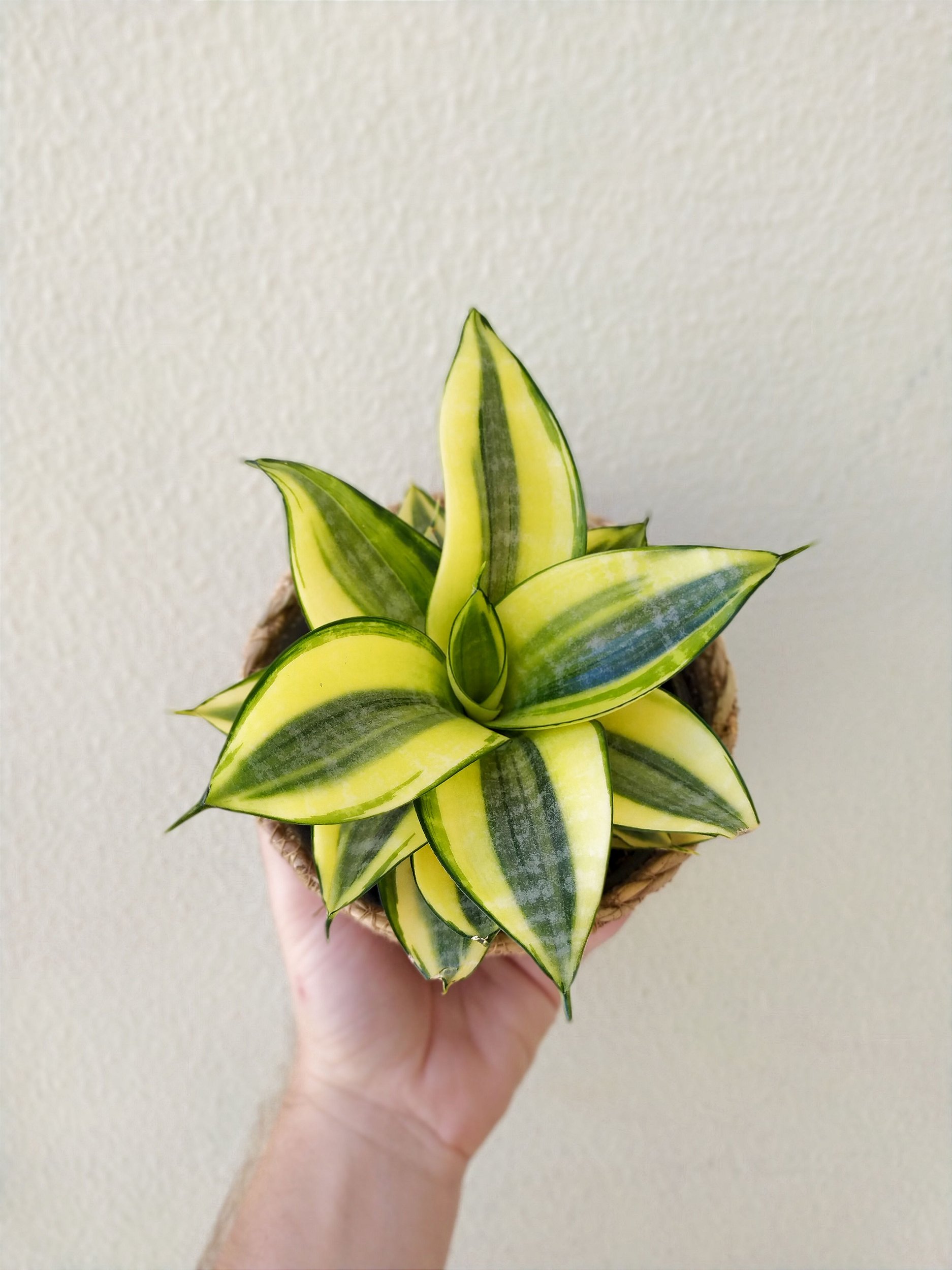 Sansevieria tipos