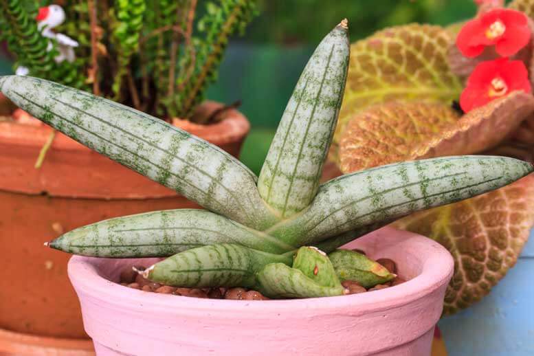 Dracaena tipos