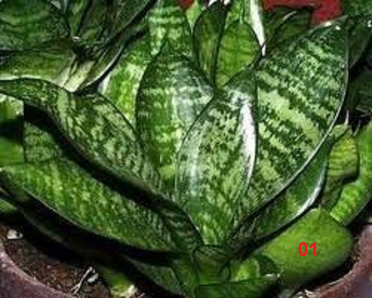 Sansevieria Laurentii