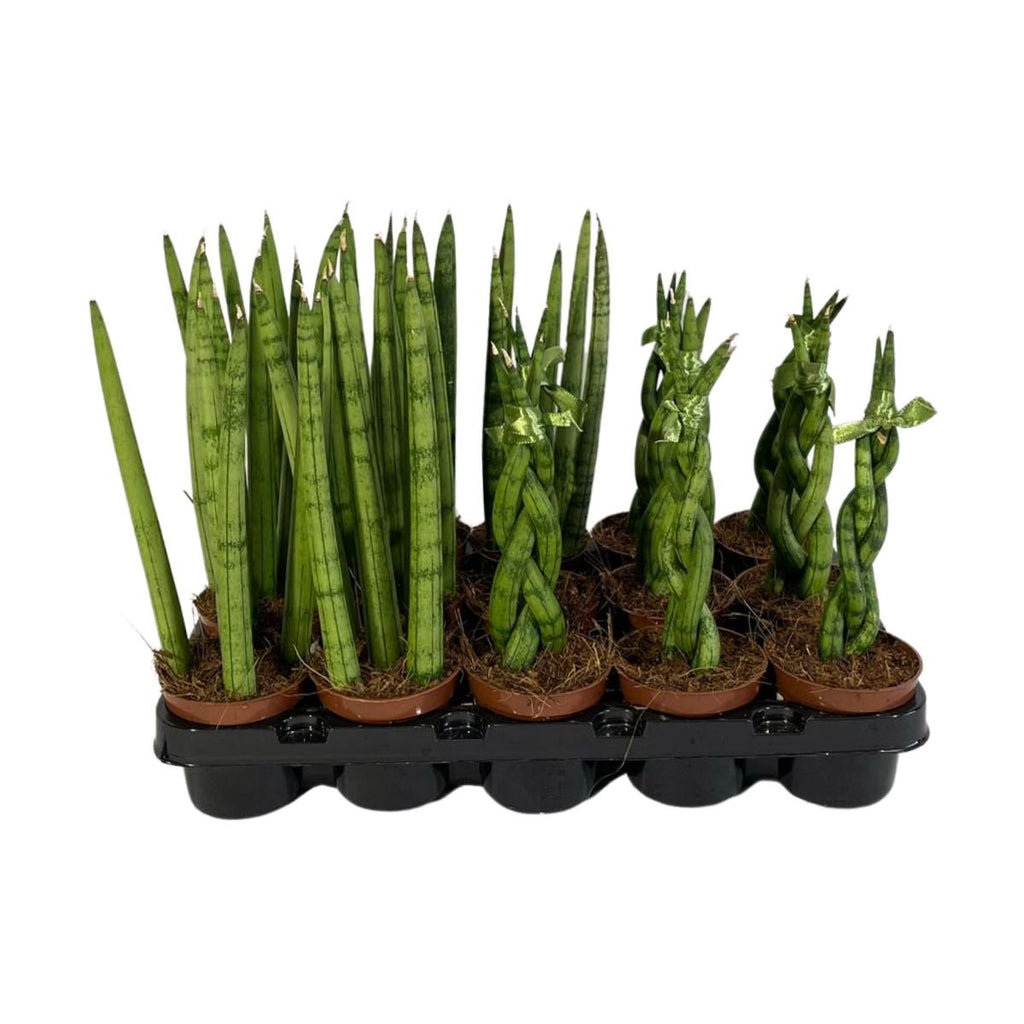 Sansevieria Hahnii