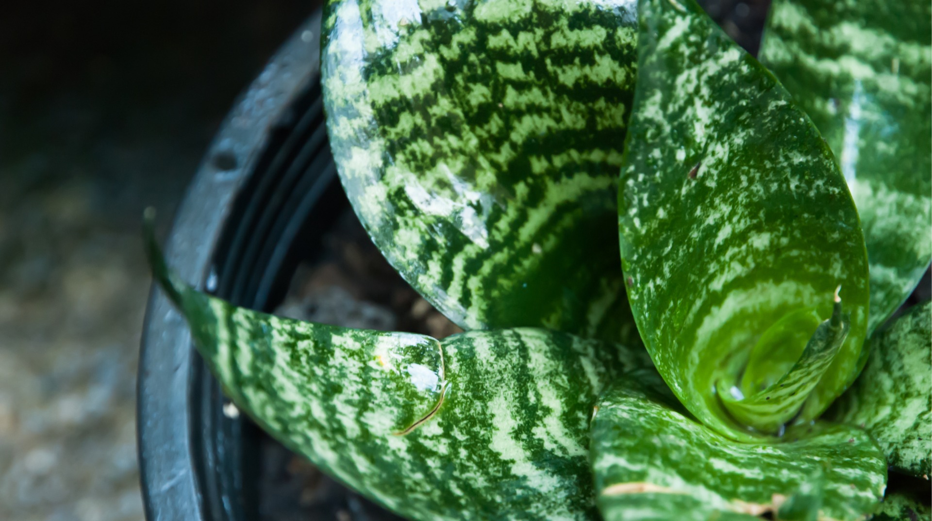 Sansevieria Laurentii