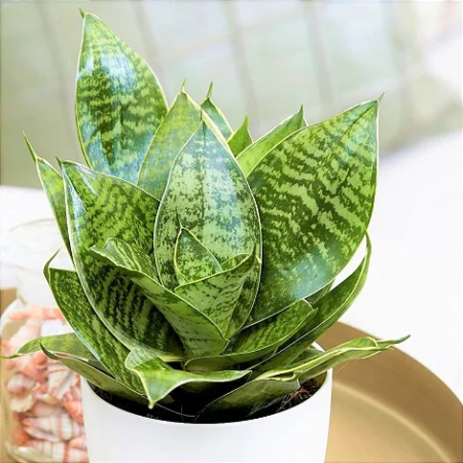 Sansevieria Cylindrica