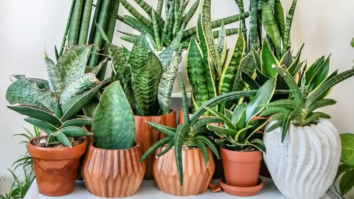 Sansevieria Moonshine