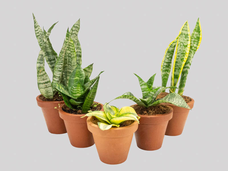 Sansevieria Masoniana