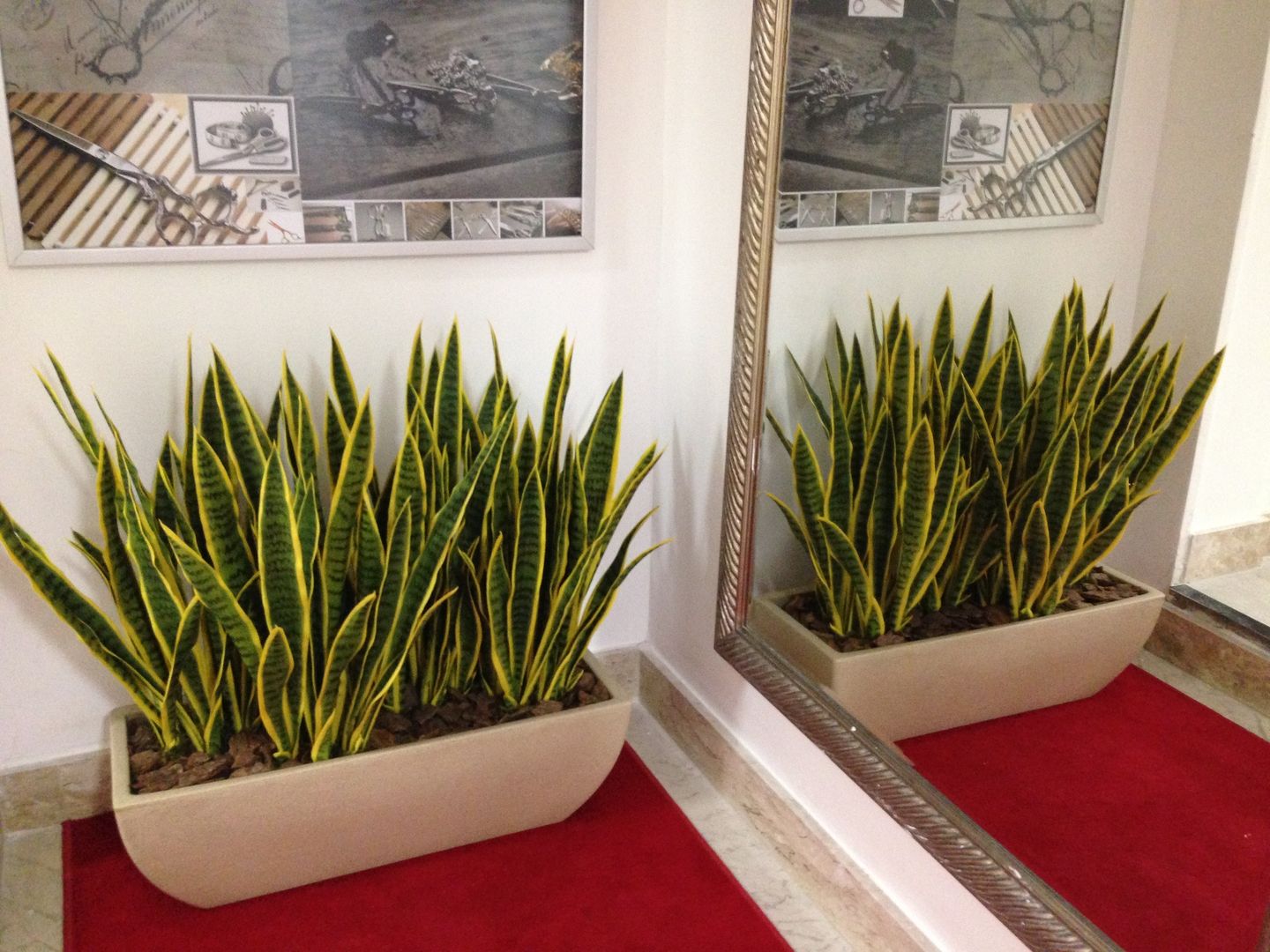 Sansevieria Black Coral