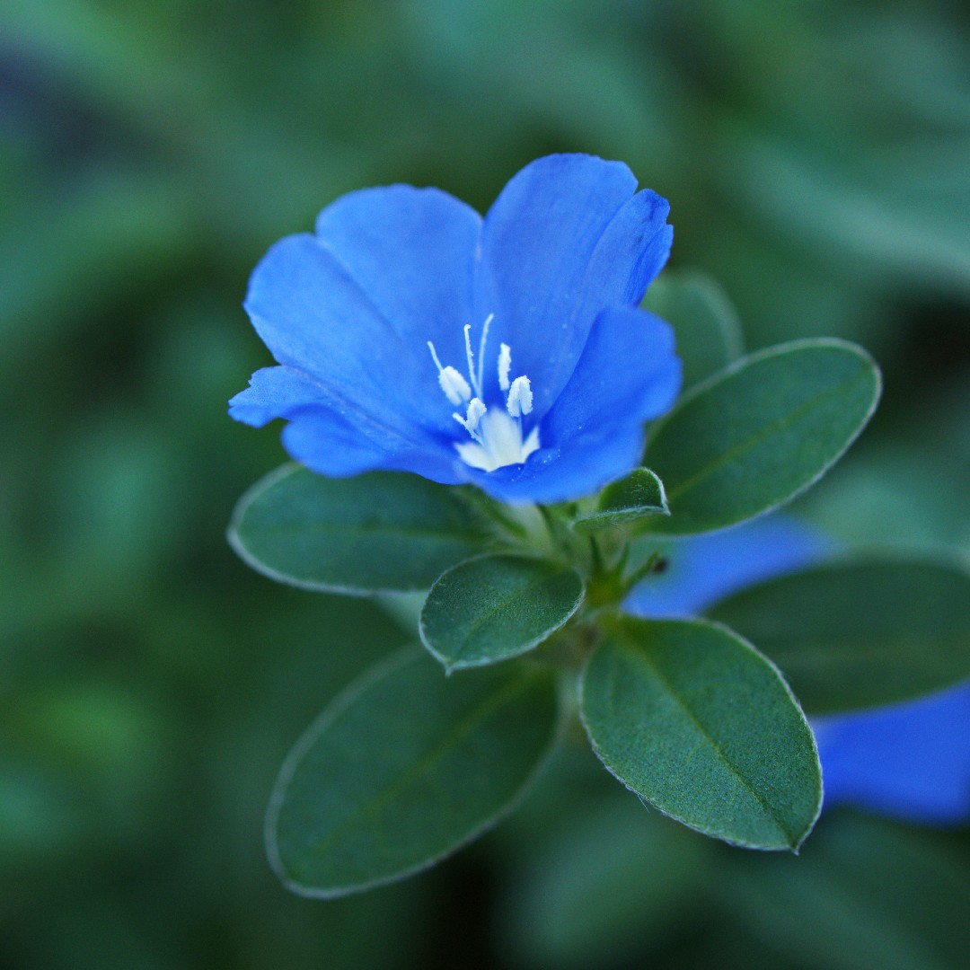 planta rasteira azul