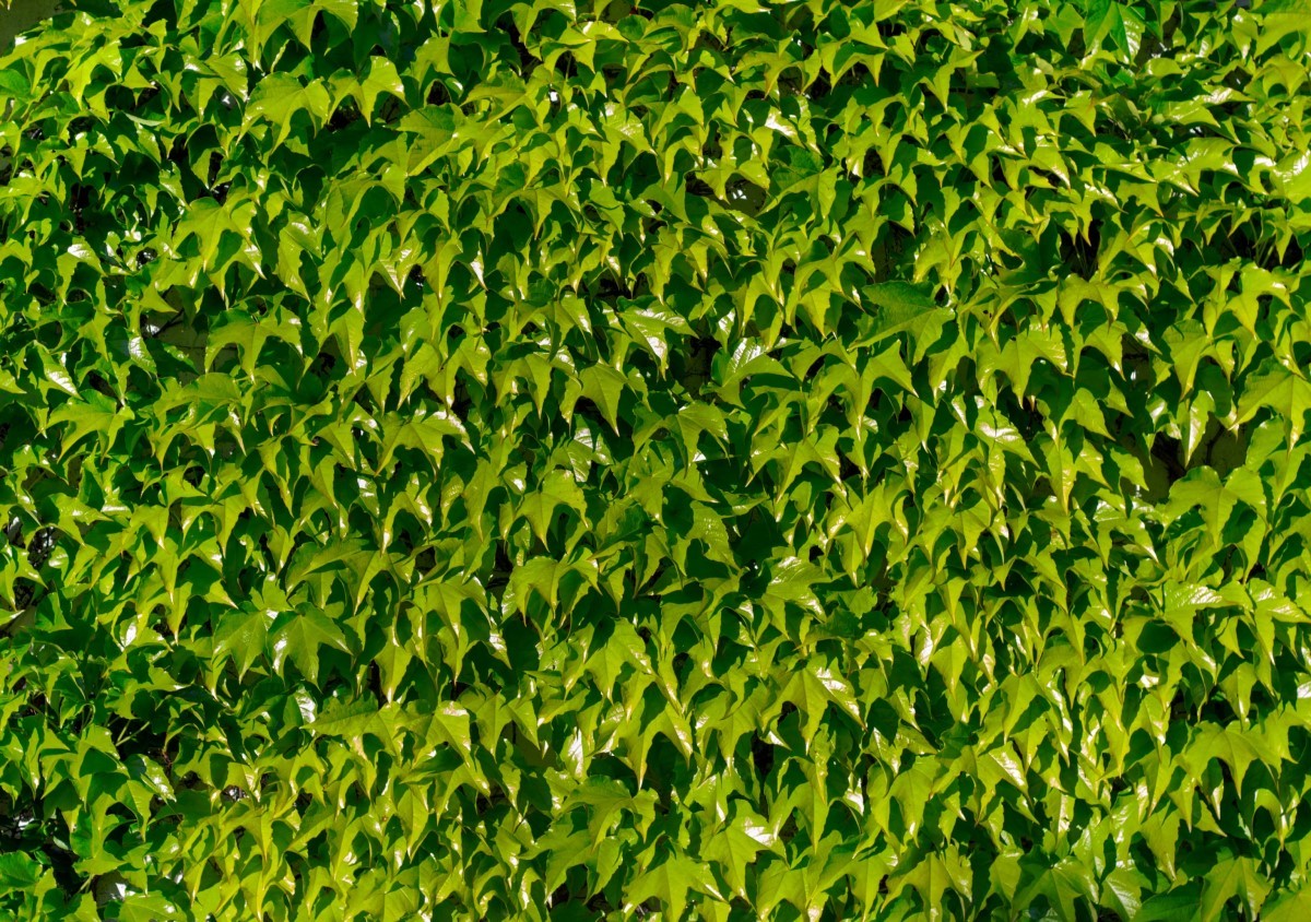 parthenocissus tricuspidata muro