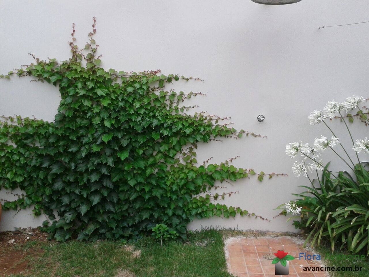 planta trepadeira para muro