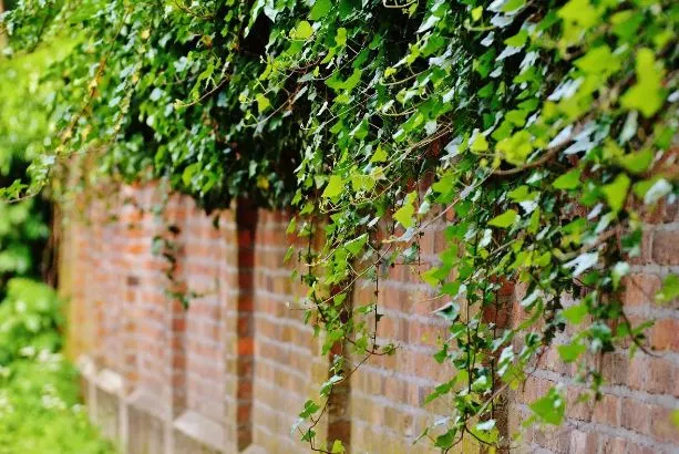 parthenocissus tricuspidata muro
