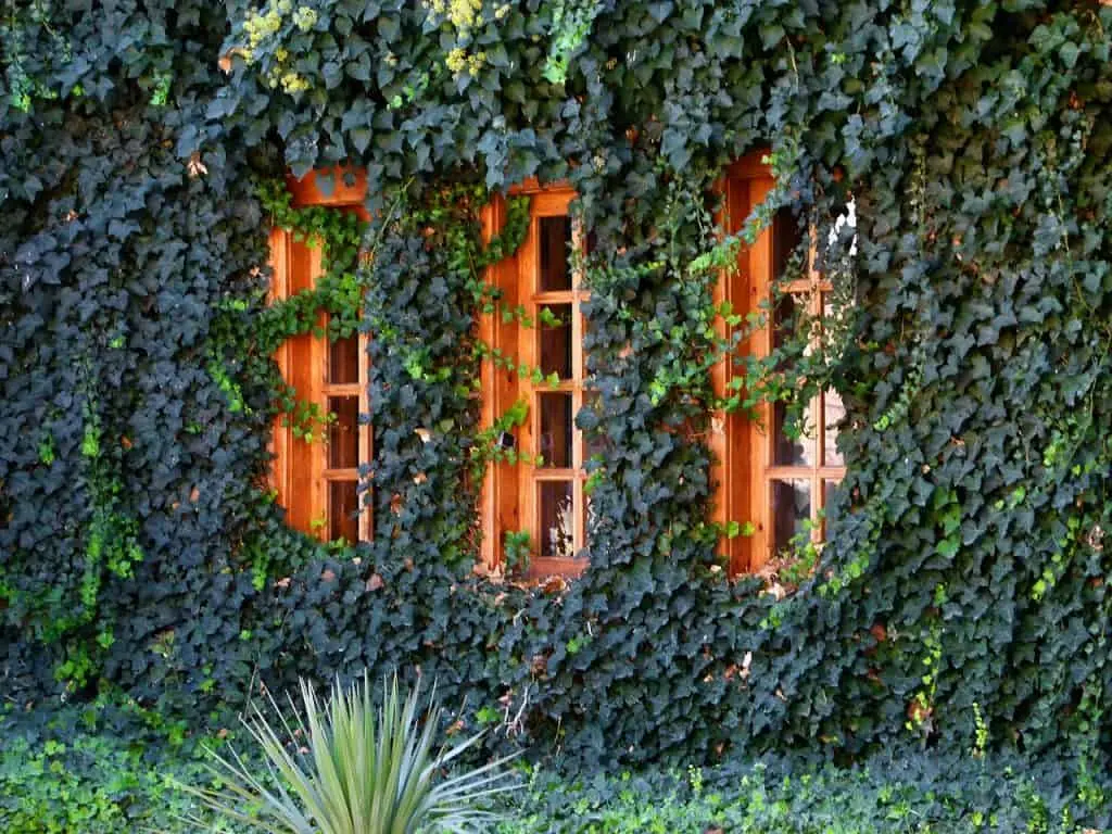 planta trepadeira para muro