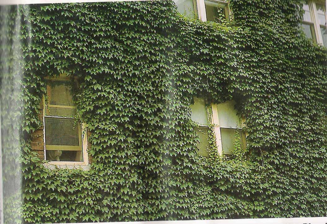 cobertura vegetal muro