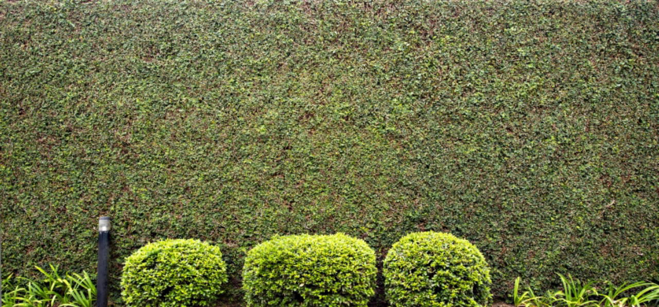 plantio falsa vinha muro