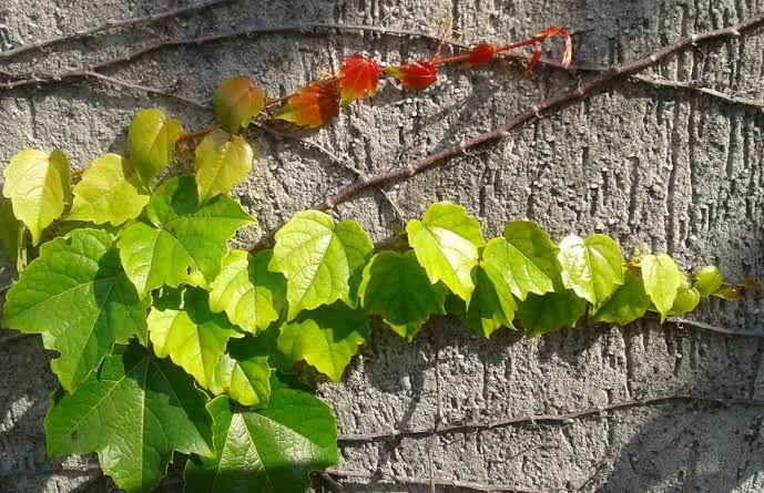 cobertura vegetal muro