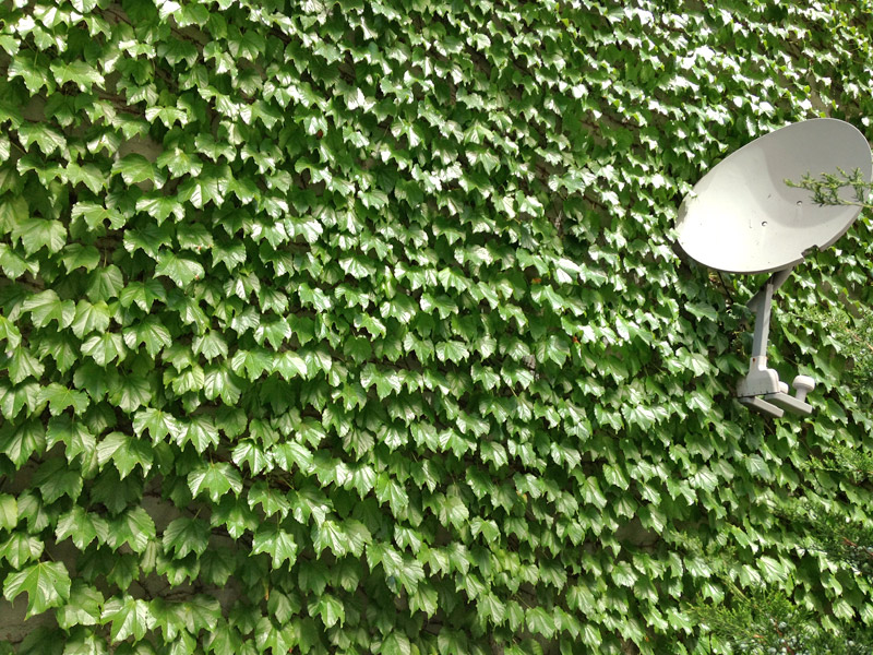 beneficios falsa vinha muro