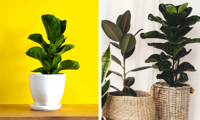 ficus lyrata pragas